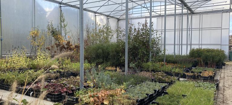 Beplanting